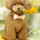 Puppily Hillsでカットしたリンスちゃん