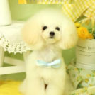 Puppily Hillsでカットしたレオンちゃん