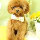 ジル・バレンタインちゃん