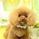 めぃぷるちゃん