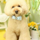 ジャンティくん