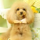 ビジューちゃん