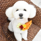 alice houseでカットしたクリームくん