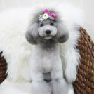 alice houseでカットしたチコちゃん