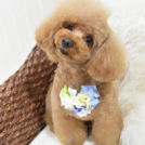 alice houseでカットしたパテくん