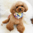 alice houseでカットしたアリスちゃん