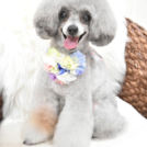 alice houseでカットしたオレオちゃん