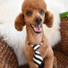 alice houseでカットしたジェリーちゃん