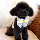 alice houseでカットしたシャーロットちゃん