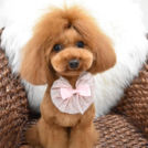 alice houseでカットしたbrannちゃん