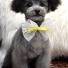 alice houseでカットした銀士くん