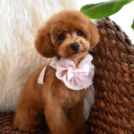 alice houseでカットしたパリスちゃん