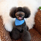 alice houseでカットしたボブくん