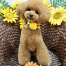 alice houseでカットしたレイくん