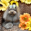 alice houseでカットしたショコラちゃん