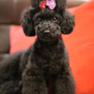 dog salon LudiaでカットしたHoneyちゃん