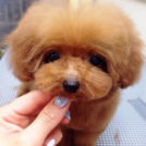 h pureでカットしたLuLuちゃん