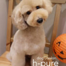 h pureでカットしたフランくん