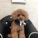 Dog Blancでカットしたなのはちゃん