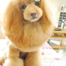 DogSalonWANでカットしたシナモンくん