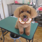 ペットサロンHoneyでカットした空ちゃん