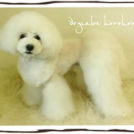 Dogsalon horohoroでカットしたピスタちゃん