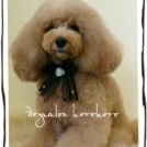 Dogsalon horohoroでカットしたももちゃん