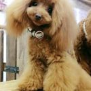 dogsalon horohoroでカットしたビビちゃん