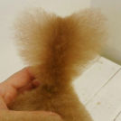 しゅうすけくんの尻尾