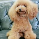 Dogsalon horohoroでカットしたビビちゃん