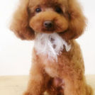 Dogsalon horohoroでカットしたリアンくん