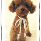 Dogsalon horohoroでカットしたショコラちゃん