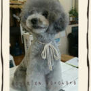 Dogsalon horohoroでカットしたベルちゃん