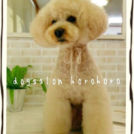 チャッピーちゃん