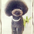 シェンロンちゃん