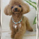 Dogsalon horohoroでカットしたショコラちゃん