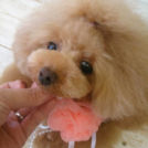 Dogsalon horohoroでカットしたももちゃん