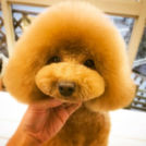 Dogsalon horohoroでカットしたmokaちゃん