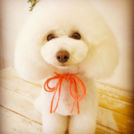 Dogsalon horohoroでカットしたconaちゃん