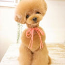 Dogsalon horohoroでカットした
めろんちゃん