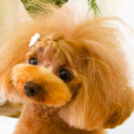 Dogsalon horohoroでカットしたビビちゃん