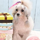 Toutou Blancでカットしたフェリペちゃん