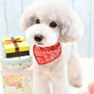 Toutou Blancでカットしたエルモちゃん