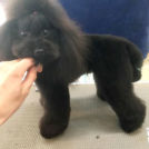 Jewels Dogでカットしたまりんちゃん