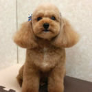 犬の美容室 SHIPSでカットしたナッツくん