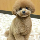 犬の美容室 SHIPSでカットしたはっさくくん