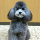 犬の美容室 SHIPSでカットしたこはだちゃん