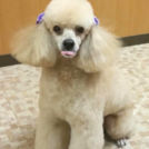 犬の美容室 SHIPSでカットしたトシくん