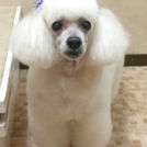 犬の美容室 SHIPSでカットしたテツくん