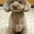 犬の美容室 SHIPSでカットしたつくねちゃん